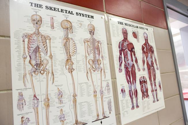 A diagram of the skeletal and muscular system on the wall of the autopsy room at the Clark County Coroner's Office Thursday, Feb. 13, 2014.